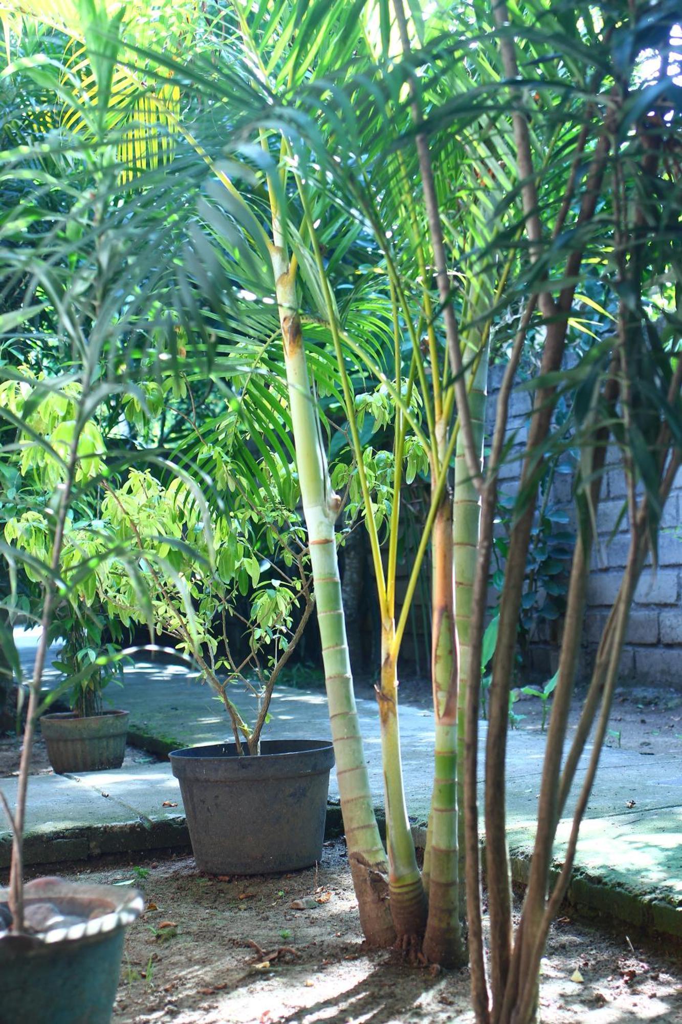 Three V Homestay Kuta  Экстерьер фото
